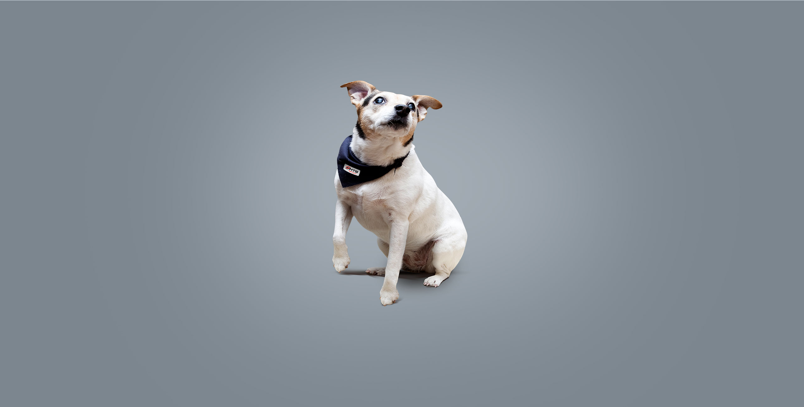 Small dog, HTS Freight Logistics mascot